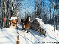 lucien lavoie cheval2
